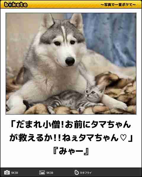 ボケて！で笑った動物編