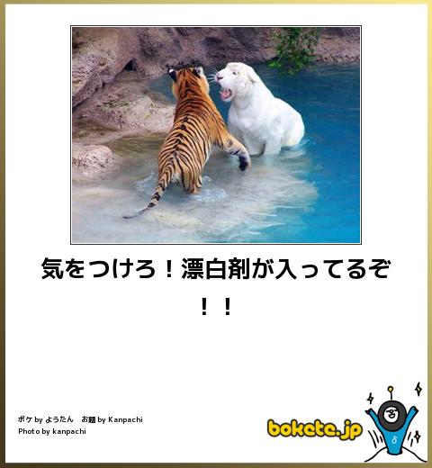 ボケて！で笑った動物編