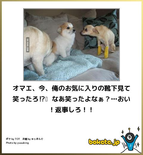 ボケて！で笑った動物編