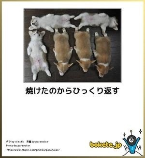 ボケて！で笑った動物編