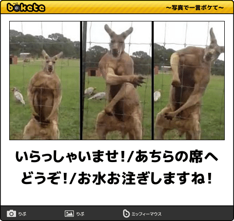 ボケて！で笑った動物編