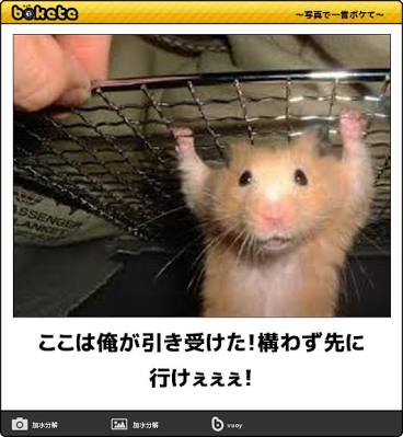 ボケて！で笑った動物編