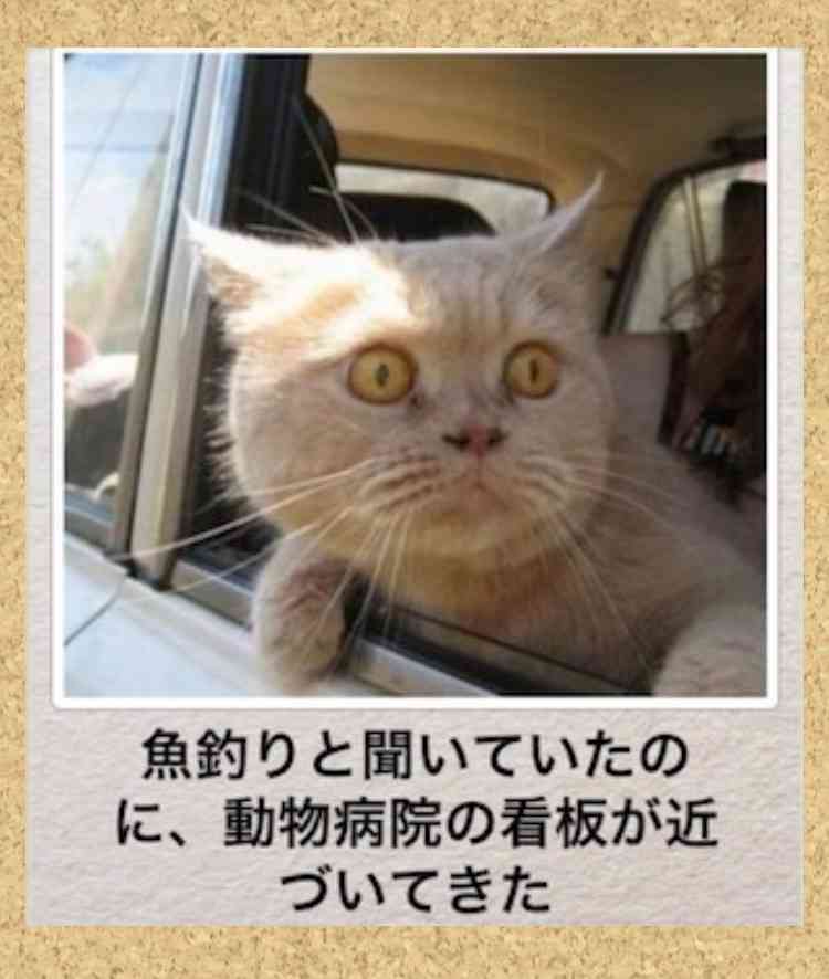 ボケて！で笑った動物編