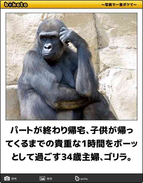 ボケて！で笑った動物編