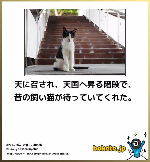 ボケて！で笑った動物編