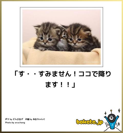 ボケて！で笑った動物編
