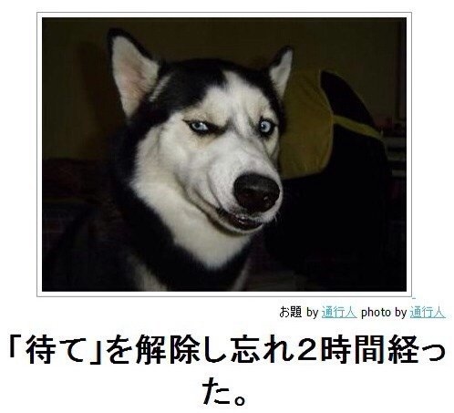 ボケて！で笑った動物編