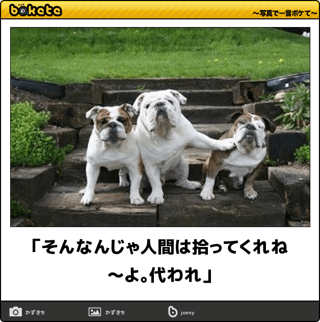 ボケて！で笑った動物編