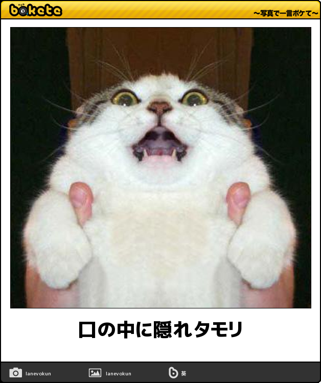 ボケて！で笑った動物編