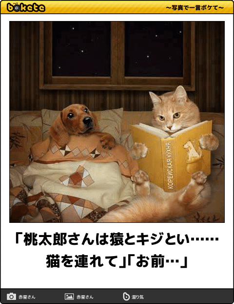 ボケて！で笑った動物編