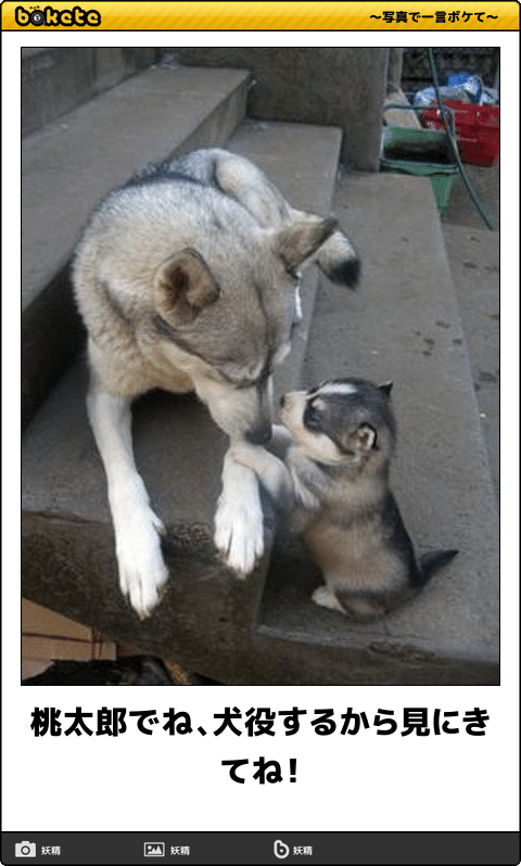 ボケて！で笑った動物編