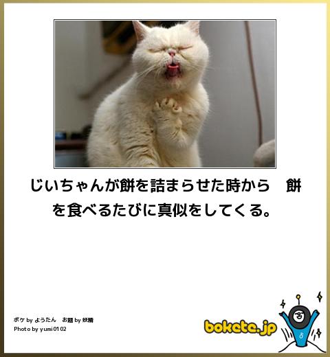 ボケて！で笑った動物編