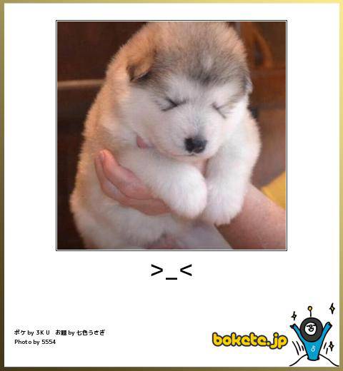 ボケて！で笑った動物編