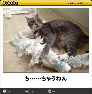 ボケて！で笑った動物編
