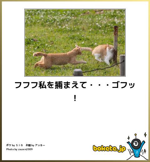 ボケて！で笑った動物編