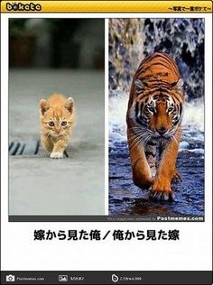 ボケて！で笑った動物編