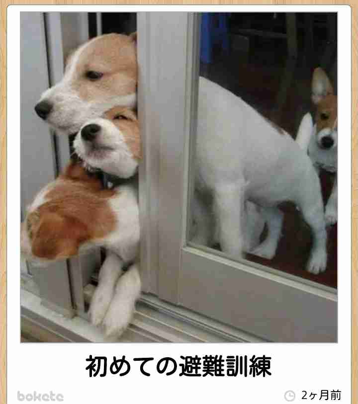 ボケて！で笑った動物編