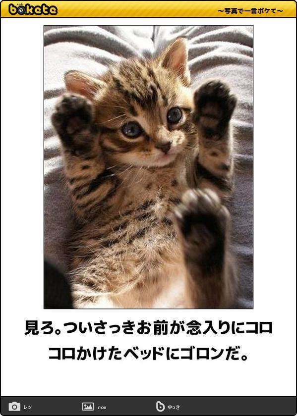 ボケて！で笑った動物編