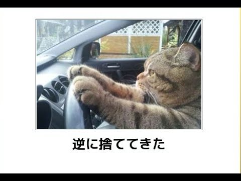 ボケて！で笑った動物編