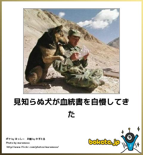 ボケて！で笑った動物編