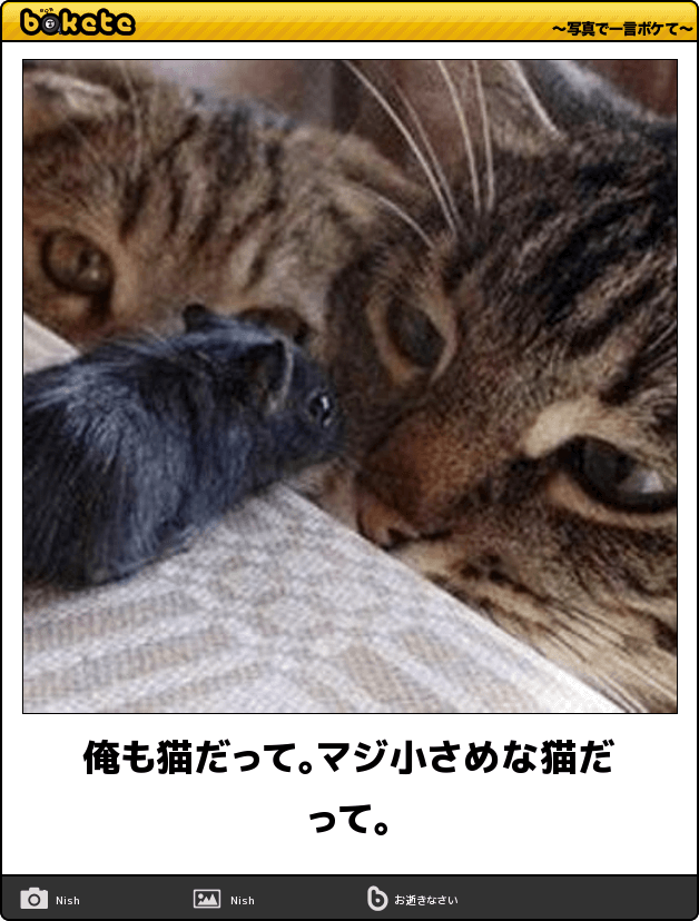 ボケて！で笑った動物編