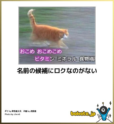 ボケて！で笑った動物編