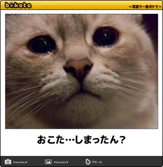 ボケて！で笑った動物編