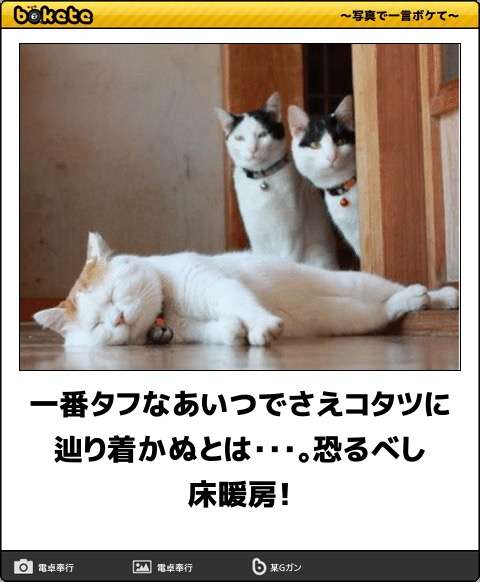 ボケて！で笑った動物編