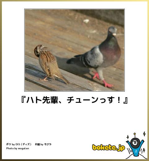 ボケて！で笑った動物編