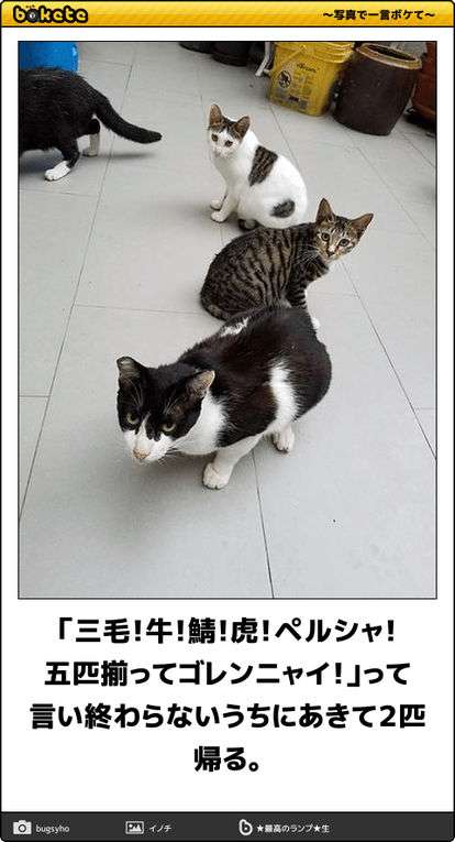 ボケて！で笑った動物編