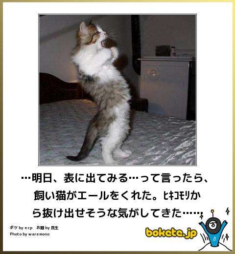 ボケて！で笑った動物編
