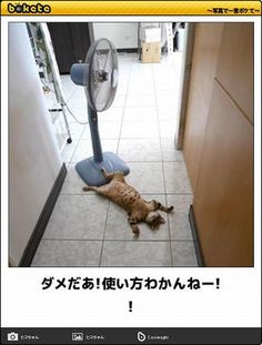 ボケて！で笑った動物編