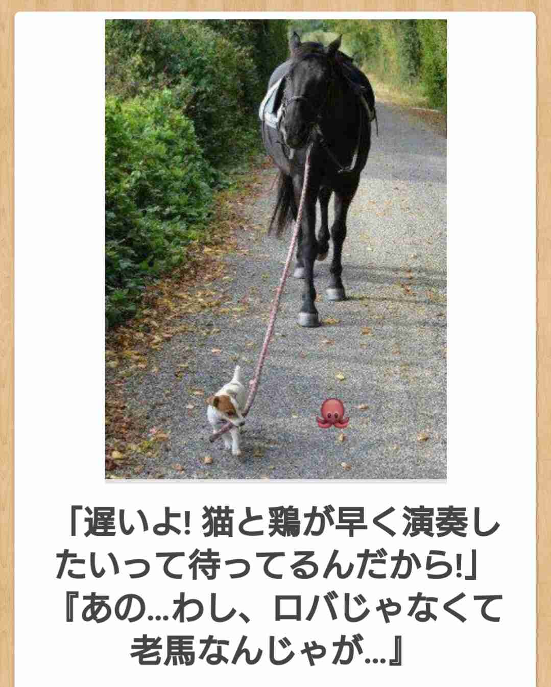 ボケて！で笑った動物編