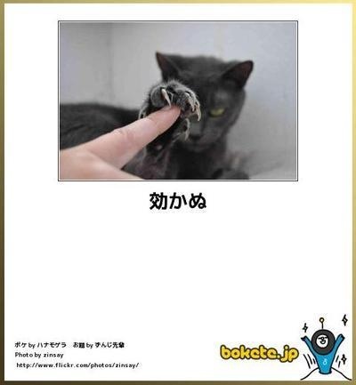 ボケて！で笑った動物編