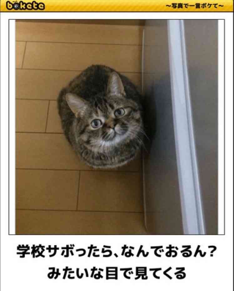 ボケて！で笑った動物編