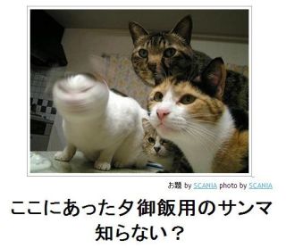 ボケて！で笑った動物編