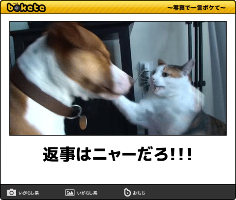 ボケて！で笑った動物編