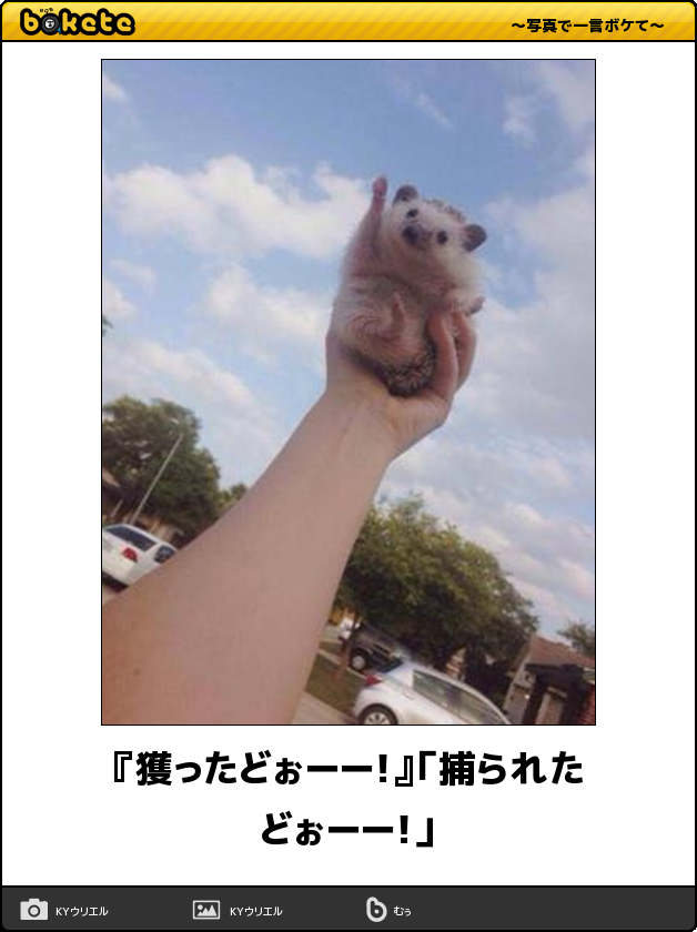 ボケて！で笑った動物編