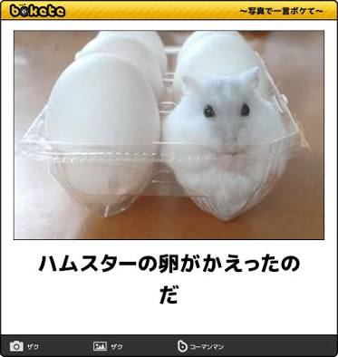 ボケて！で笑った動物編