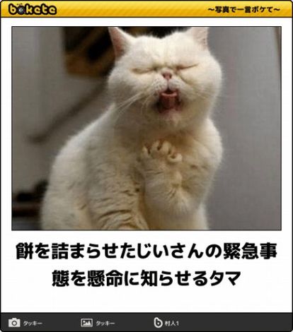 ボケて！で笑った動物編