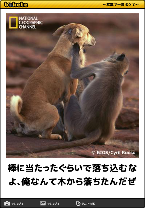 ボケて！で笑った動物編