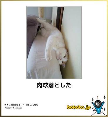 ボケて！で笑った動物編