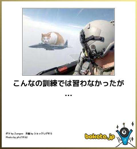 ボケて！で笑った動物編