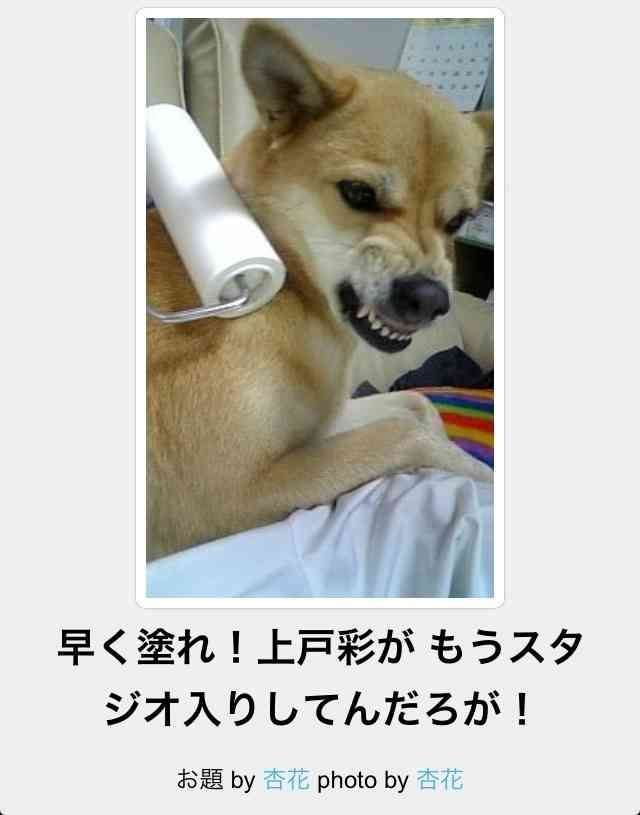 ボケて！で笑った動物編