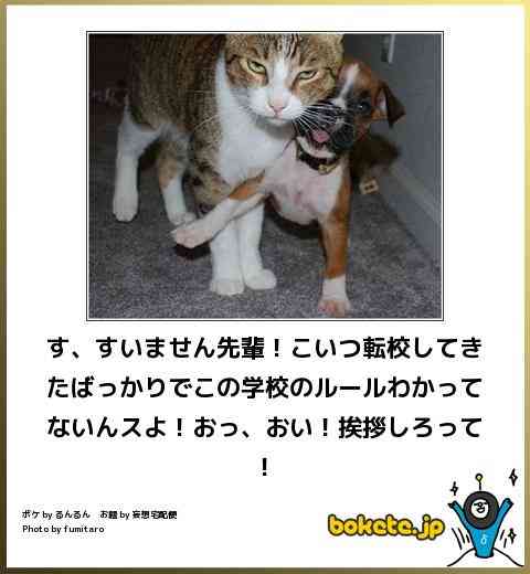 ボケて！で笑った動物編
