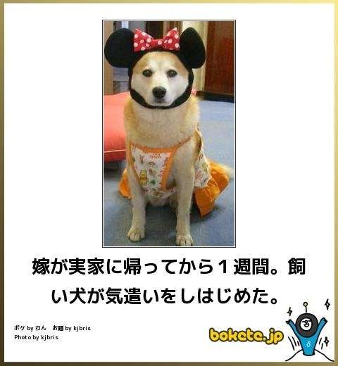 ボケて！で笑った動物編