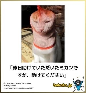 ボケて！で笑った動物編