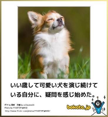 ボケて！で笑った動物編