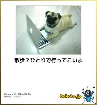 ボケて！で笑った動物編