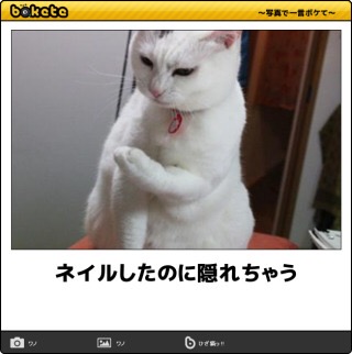 ボケて！で笑った動物編